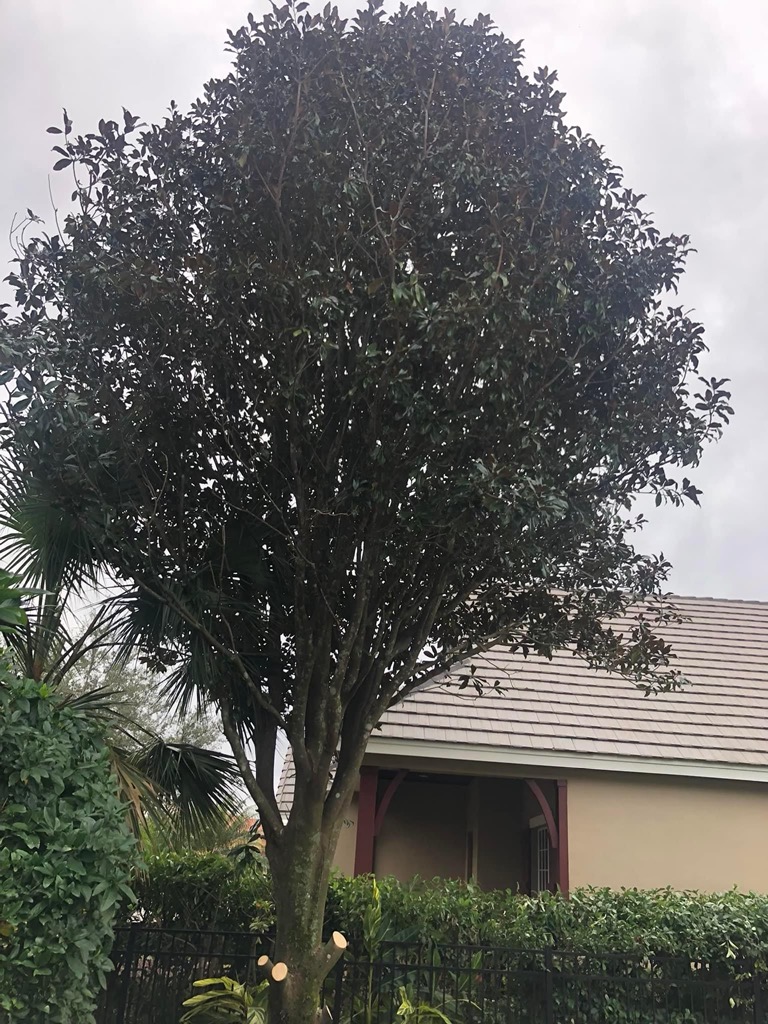 Gallery Image: C&J Tree Service And More LLC