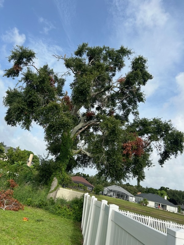 Gallery Image: C&J Tree Service And More LLC