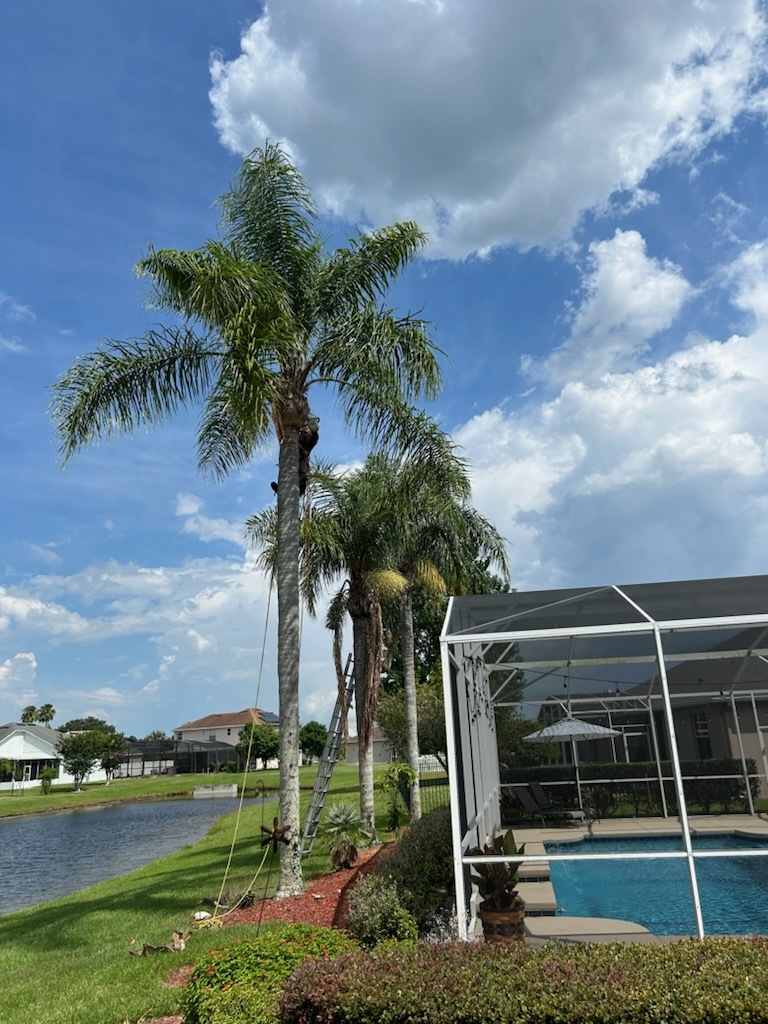 Gallery Image: C&J Tree Service And More LLC