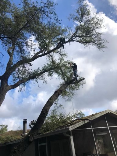 Gallery Image: C&J Tree Service And More LLC