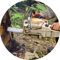 Tree Removal