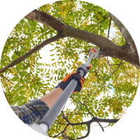 Tree Trimming & Pruning
