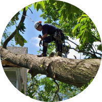 Emergency Tree Services