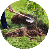 Tree Planting & Transplanting